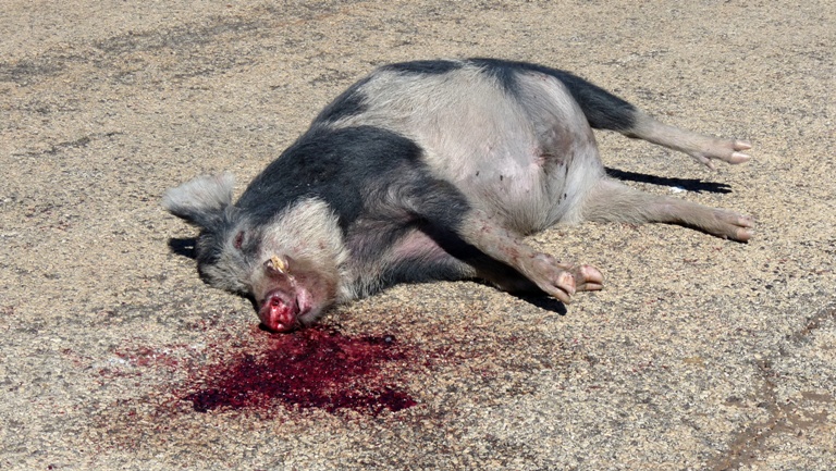 Wildschwein